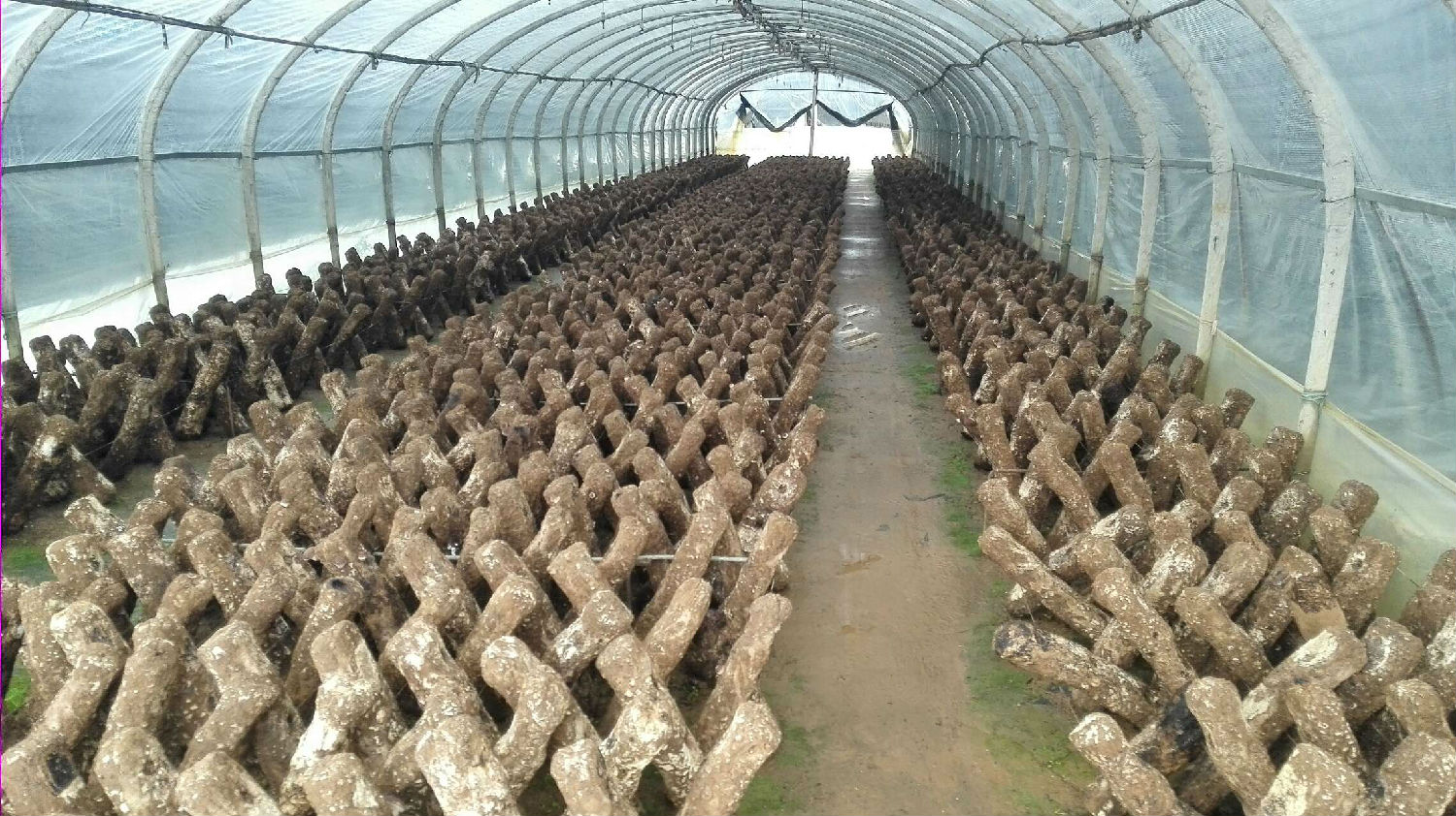 美味的食用菌使用蒸汽發(fā)生器安全過(guò)冬