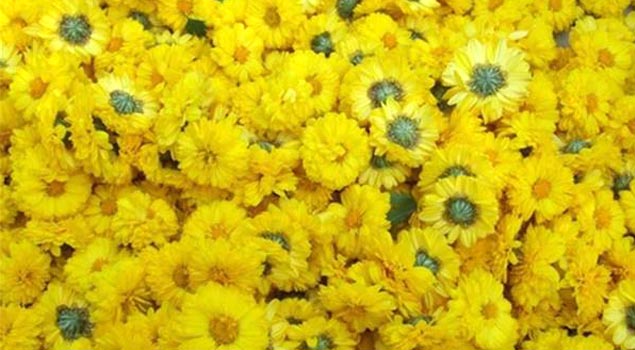 如何制出品質(zhì)優(yōu)良菊花茶？菊花烘干蒸汽發(fā)生器滿足你