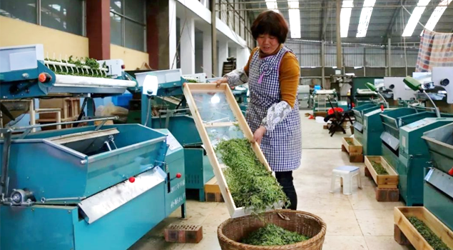春茶貴如金，茶商如何在短時間內(nèi)海量備貨？